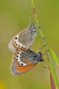 Coenonympha gardetta